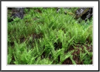 Schottland (12)