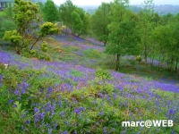 Schottland (23)