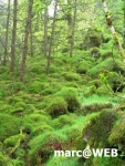 Schottland (28)