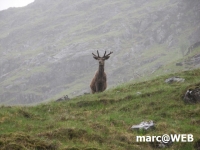 Schottland (29)