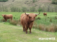 Schottland (33)