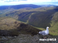 Schottland (7)