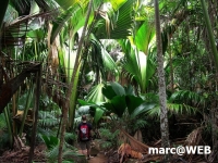 Seychellen (33)