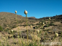 Teide__29_