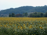 IM001282
