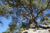 tramuntana 11