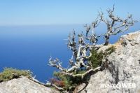 tramuntana 25