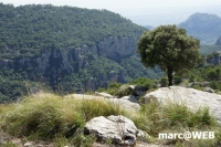 tramuntana 34