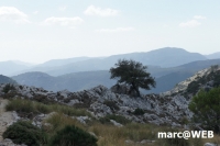 tramuntana 41