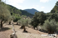 tramuntana 55