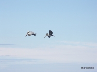 PICT0040.JPG