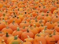PICT0057.JPG