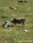 Widderstein_im_Kleinwalsertal__4_