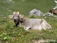 Widderstein_im_Kleinwalsertal__9_