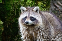 20180414-151701-DSC04419