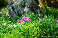 Zakynthos-04