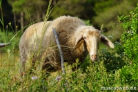Zakynthos-15