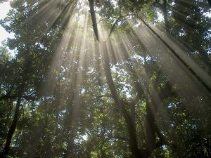 Anaga Nebelwald auf Teneriffa