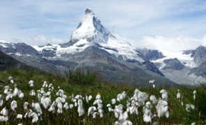 Wollgras am Matterhorn