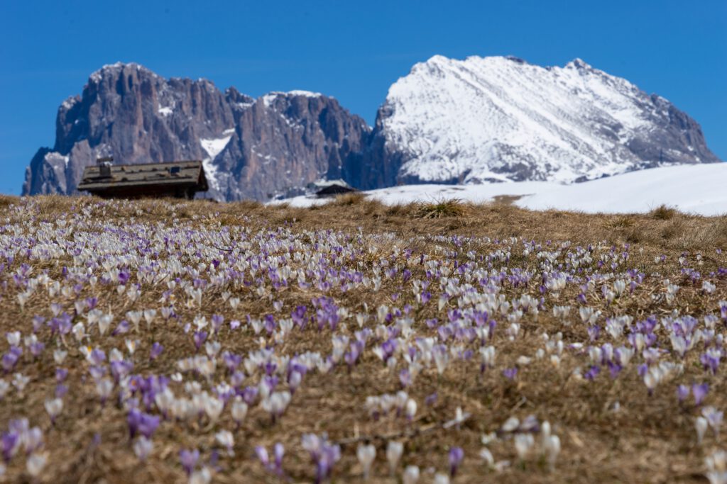 Krokosblüte auf der Seiser Alm