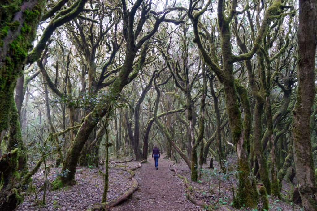 Lorbeerwald im Nebel