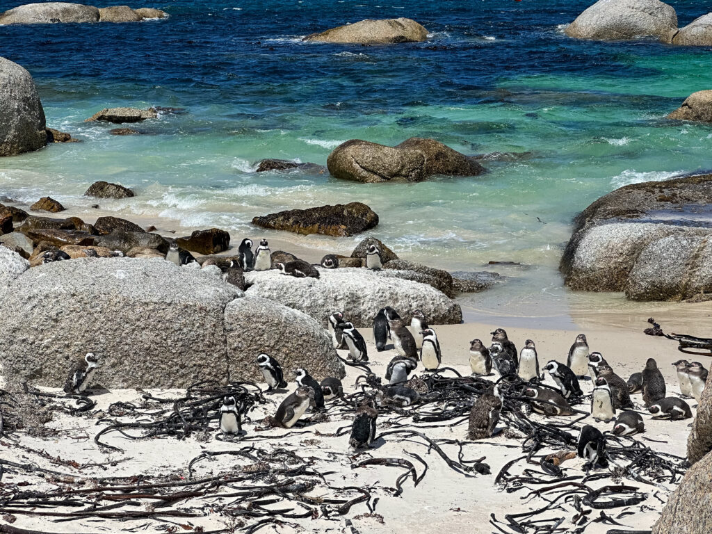 Pinguine am Kap der Guten Hoffnung