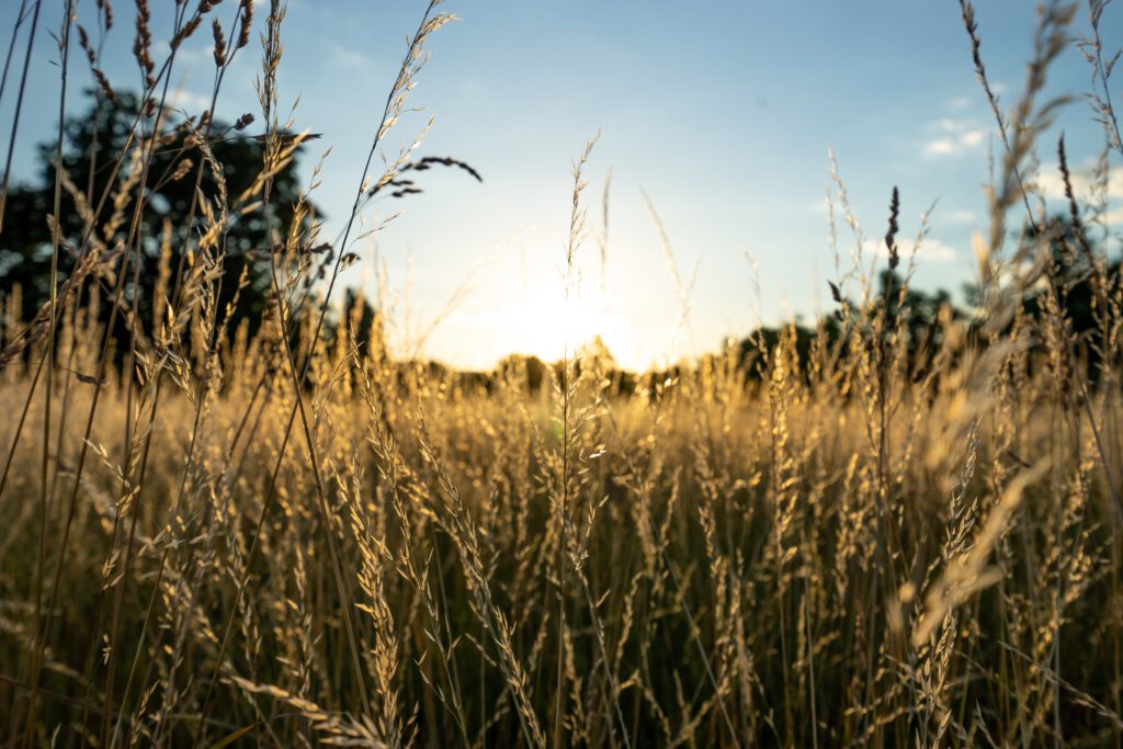 Sommerliche Abendstimmung an der Mosel